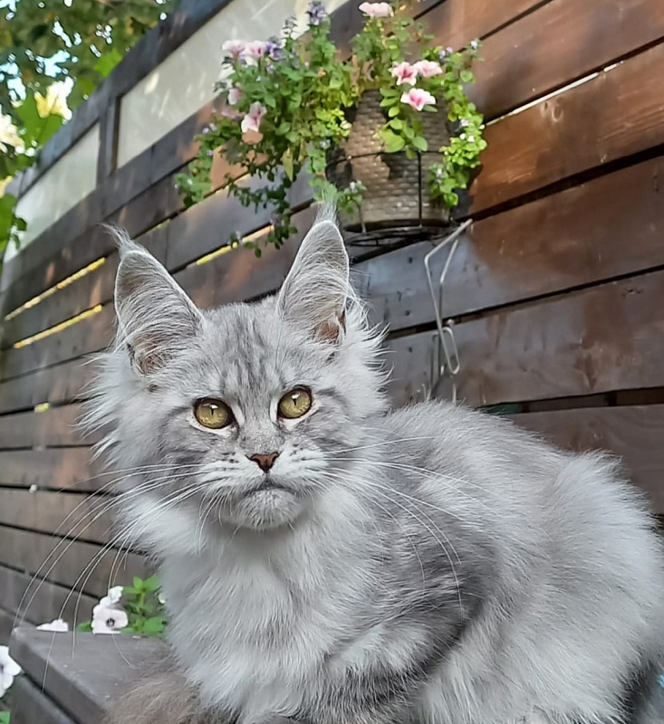Rita Akbars - Kitten maine-coon 4 months 4 weeks