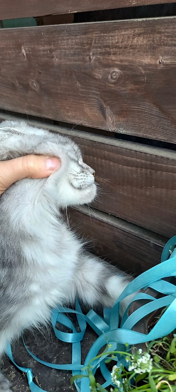 Rita Akbars - Kitten maine-coon 4 months 4 weeks