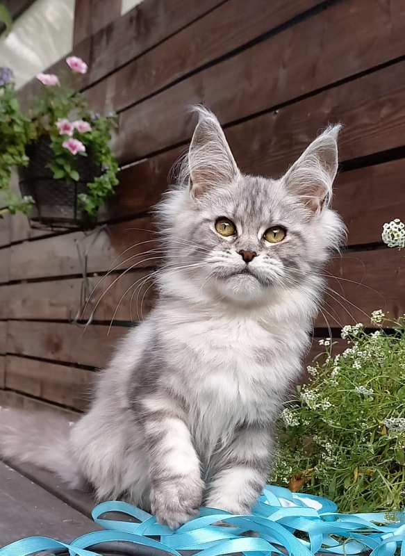 Rita Akbars - Kitten maine-coon 4 months 4 weeks