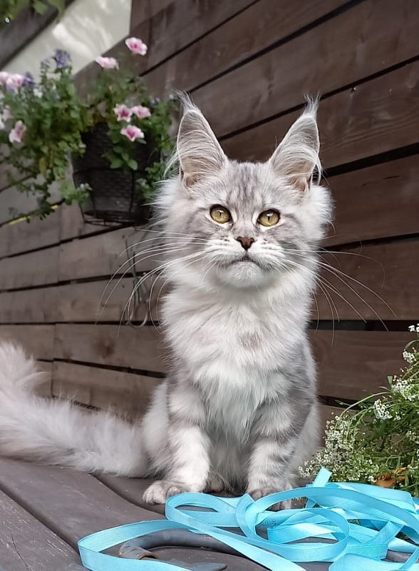 Rita Akbars - Kitten maine-coon 4 months 4 weeks