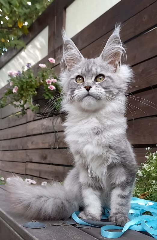 Rita Akbars - Kitten maine-coon 4 months 4 weeks