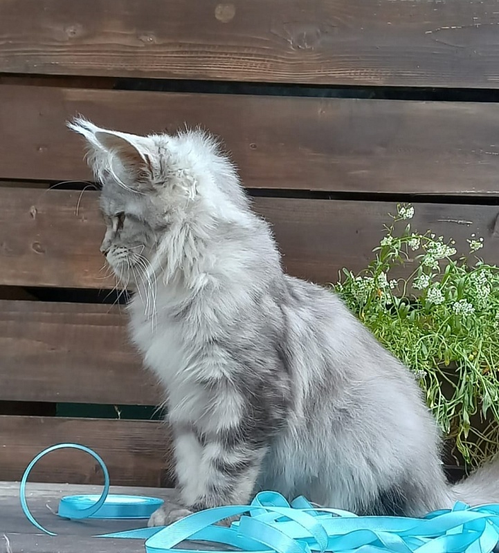 Rita Akbars - Kitten maine-coon 4 months 4 weeks
