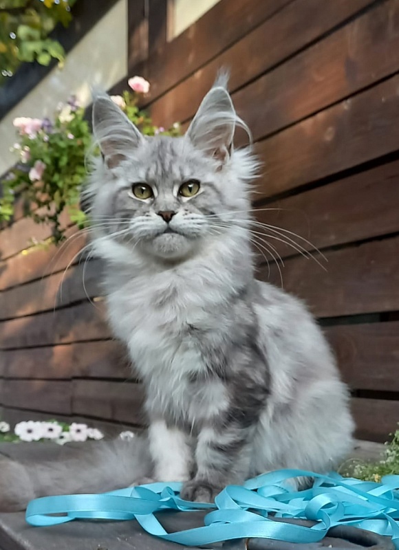 Rita Akbars - Kitten maine-coon 4 months 4 weeks