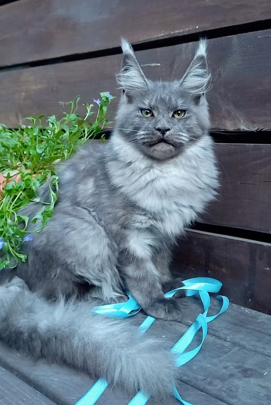 Rina Akbars - Kitten maine-coon 4 months 4 weeks