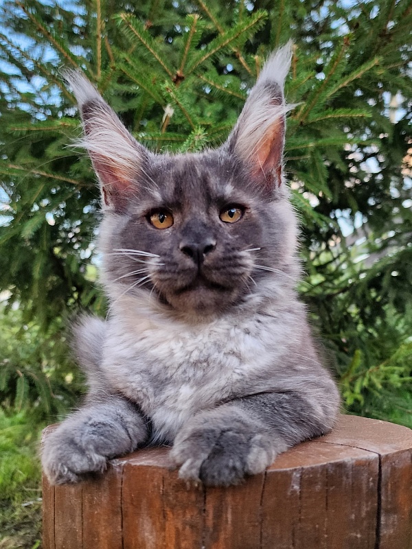 Upward Liman Akbars - Kitten maine-coon 3 months 1 week