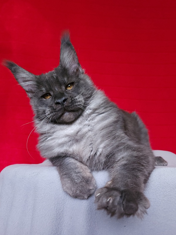 Upward Liman Akbars - Kitten maine-coon 4 months 3.5 weeks