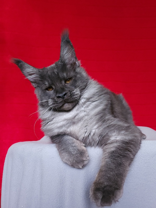 Upward Liman Akbars - Kitten maine-coon 4 months 3.5 weeks