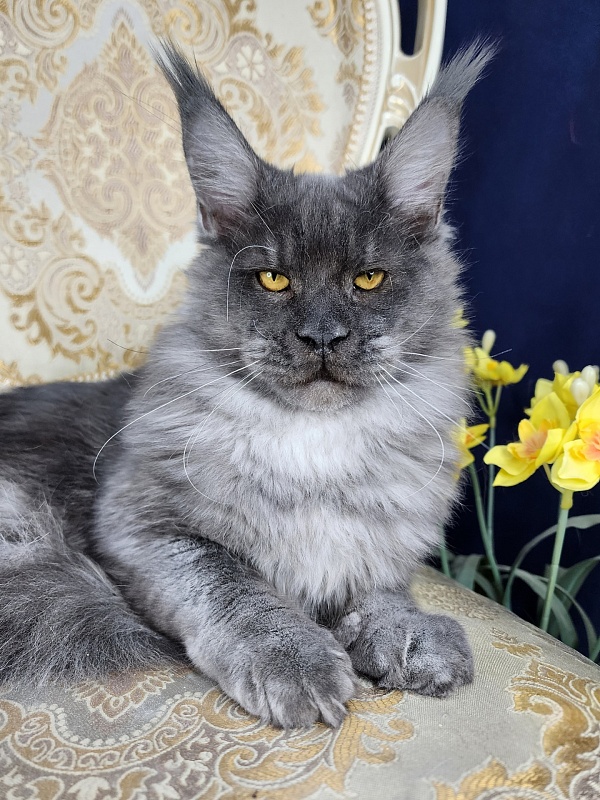 Upward Liman Akbars - Kitten maine-coon 5 months 3 weeks