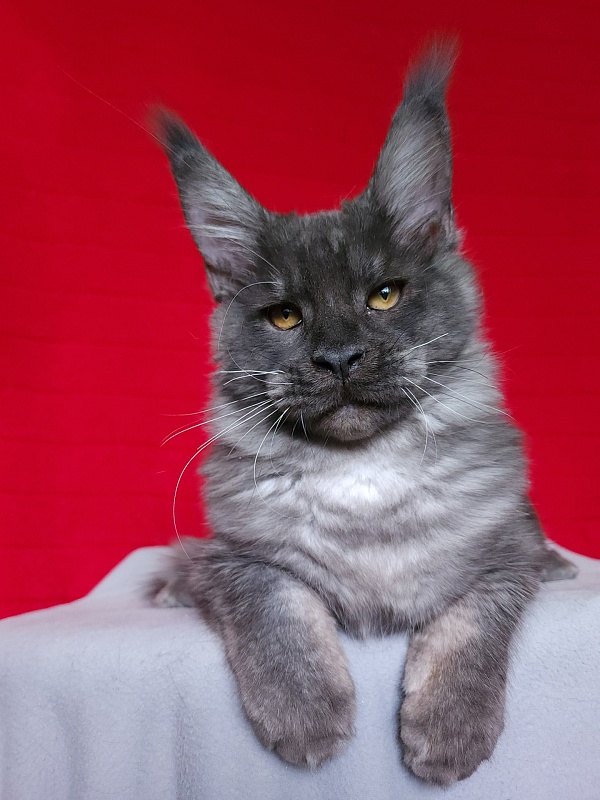 Upward Liman Akbars - Kitten maine-coon 4 months 3.5 weeks