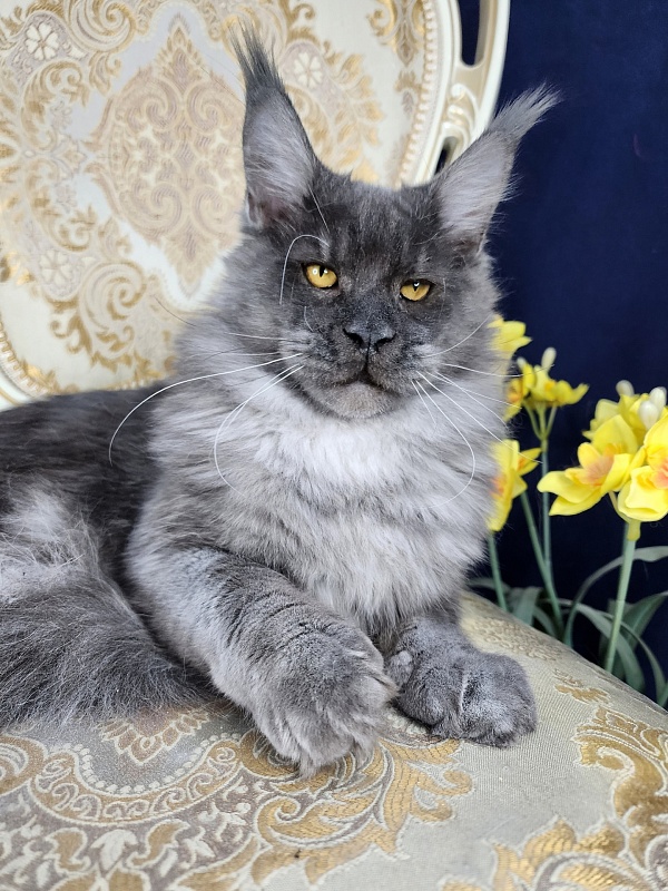 Upward Liman Akbars - Kitten maine-coon 5 months 3 weeks