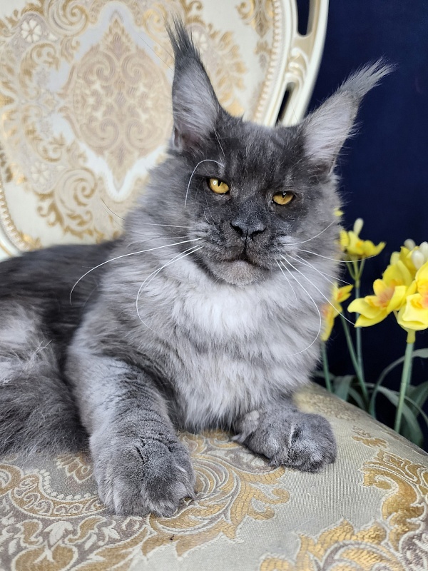 Upward Liman Akbars - Kitten maine-coon 5 months 3 weeks