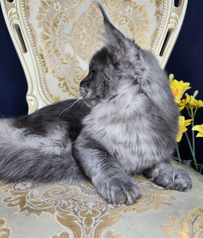 Upward Liman Akbars - Kitten maine-coon 5 months 3 weeks