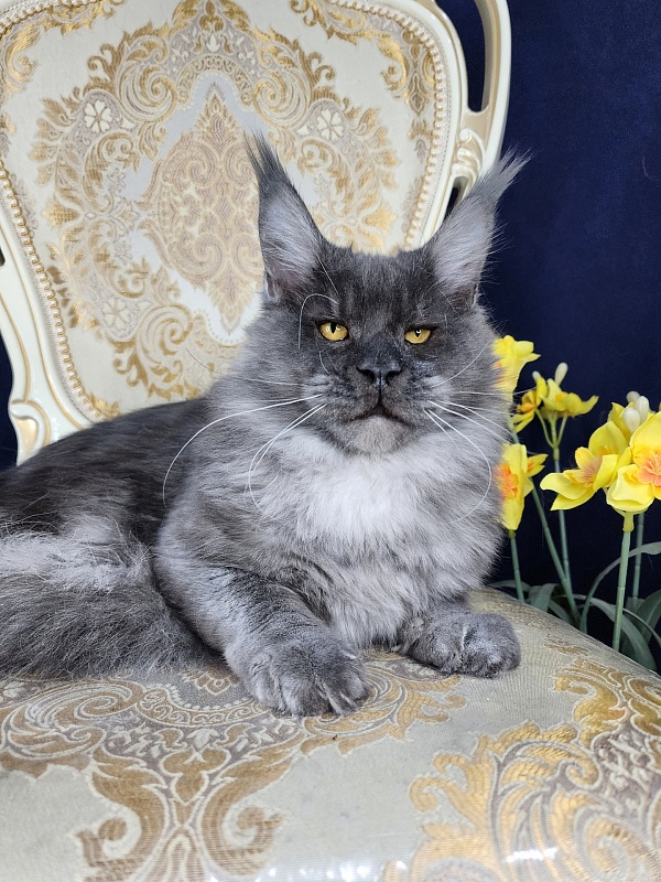 Upward Liman Akbars - Kitten maine-coon 5 months 3 weeks