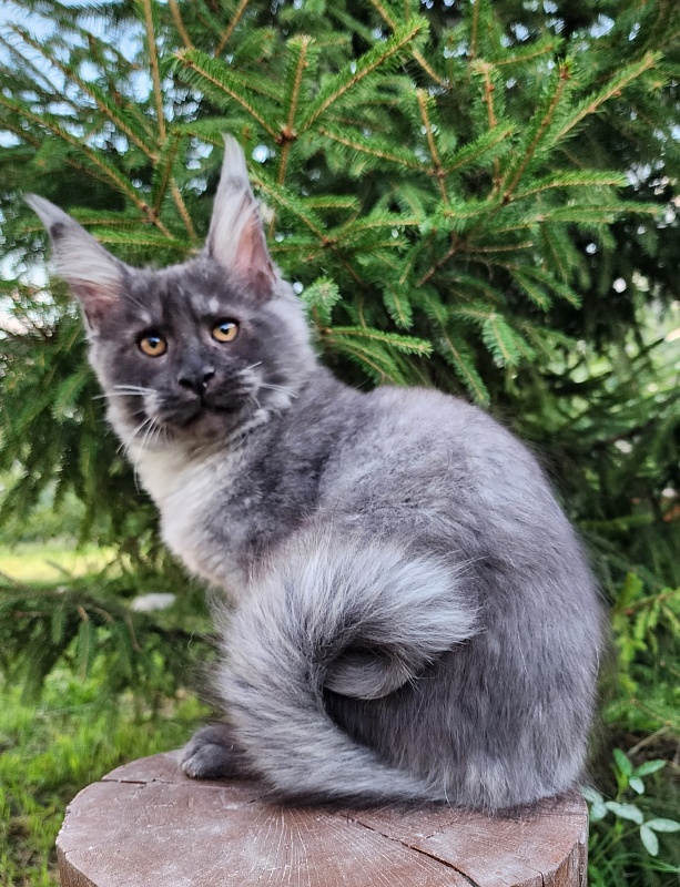 Upward Liman Akbars - Kitten maine-coon 3 months 1 week
