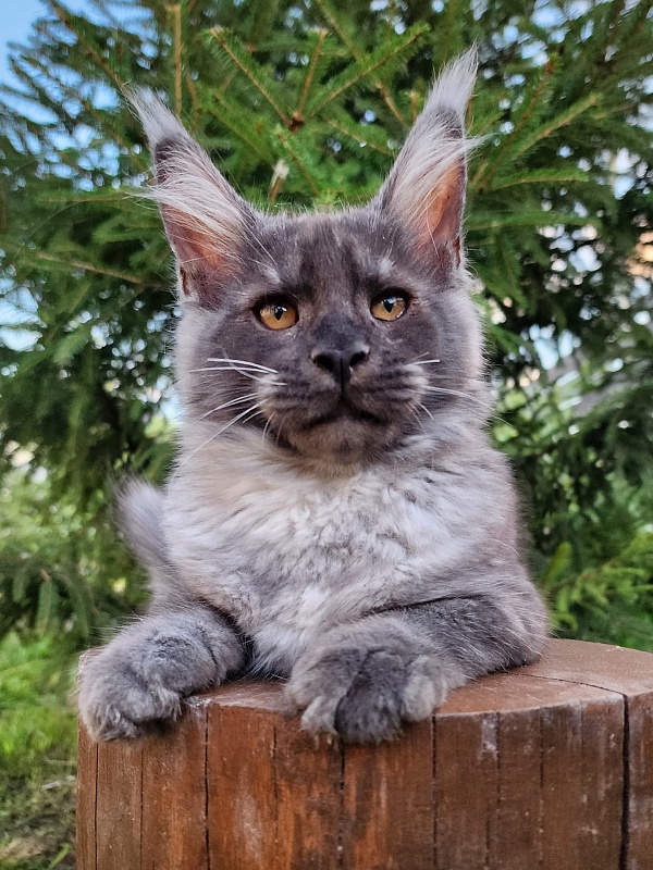 Upward Liman Akbars - Kitten maine-coon 3 months 1 week