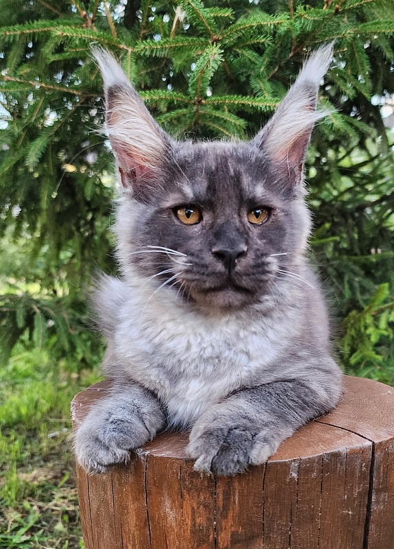 Upward Liman Akbars - Kitten maine-coon 3 months 1 week