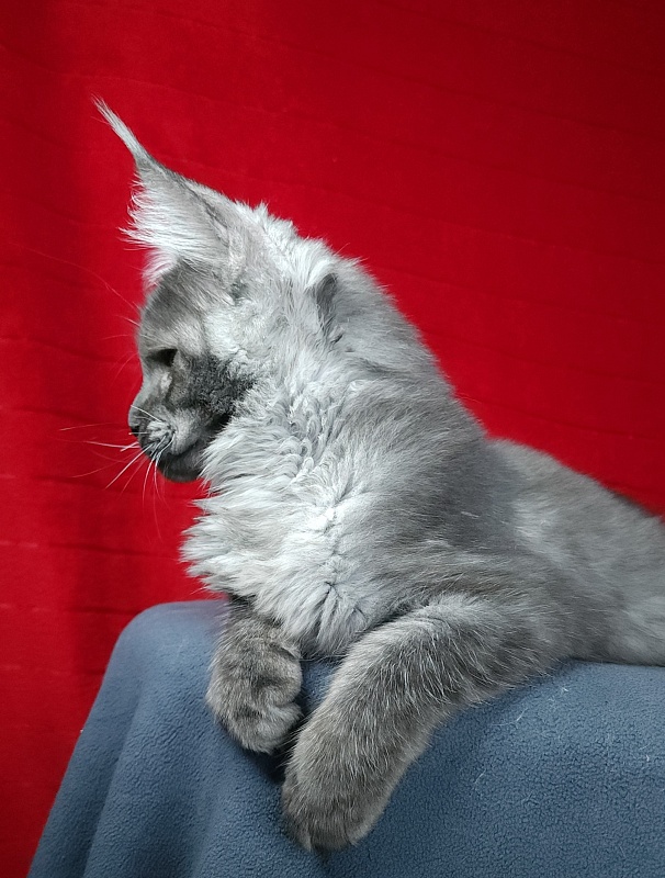 Upward Liman Akbars - Kitten maine-coon 4 months 3 weeks