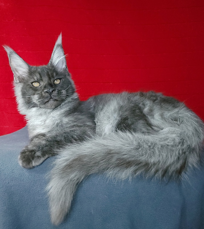 Upward Liman Akbars - Kitten maine-coon 4 months 3 weeks