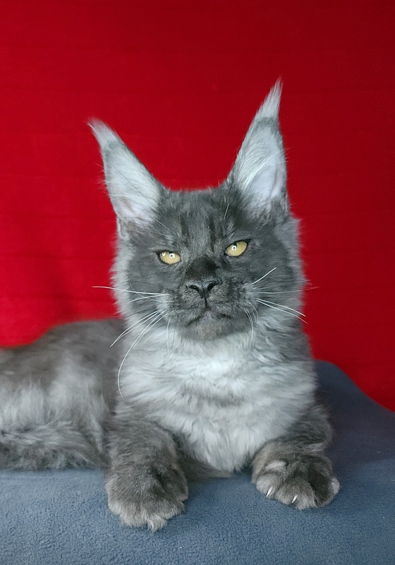 Upward Liman Akbars - Kitten maine-coon 4 months 3 weeks