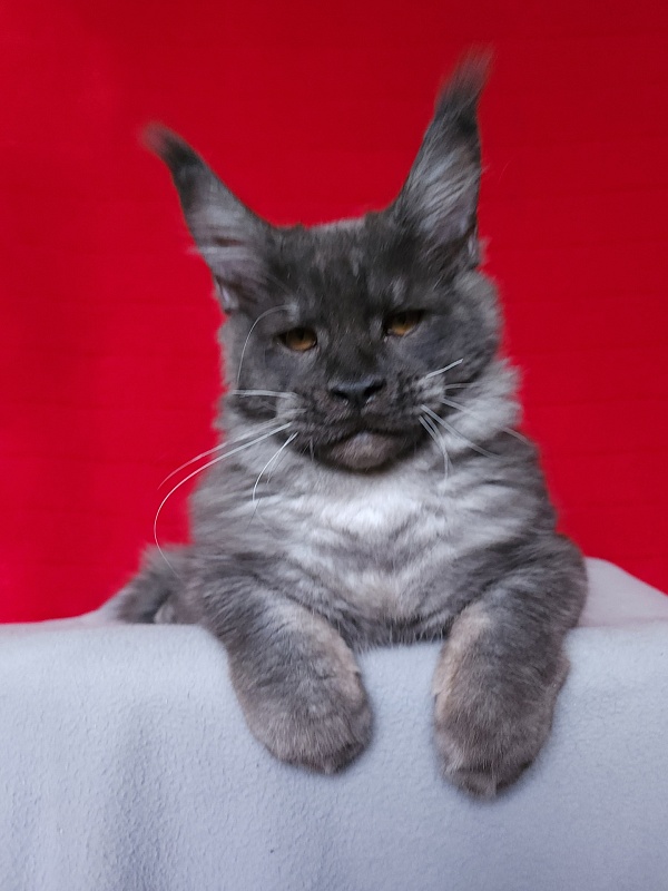 Upward Liman Akbars - Kitten maine-coon 4 months 3.5 weeks
