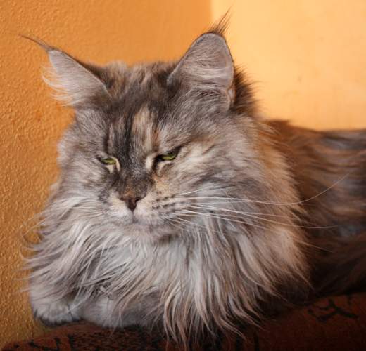 Capricious Cream Darrem Casus - maine-coon