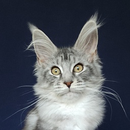 Vella Akbars