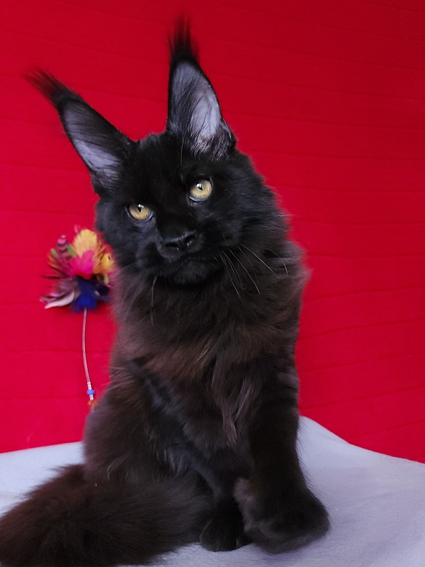Loki Akbars (polydactyl 55/66 ) for PET - Kitten maine-coon 4 months 3 weeks