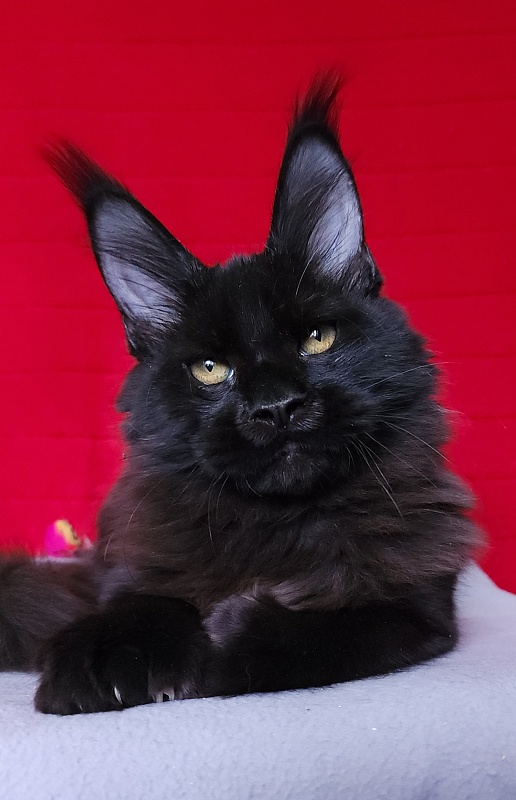 Loki Akbars (polydactyl 55/66 ) for PET - Kitten maine-coon 4 months 3 weeks