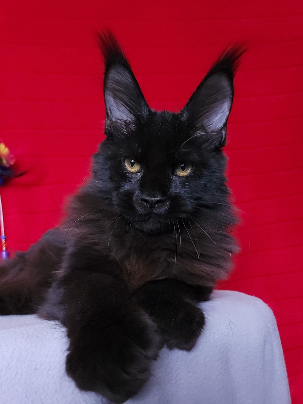 Loki Akbars (polydactyl 55/66 ) for PET - Kitten maine-coon 4 months 3 weeks