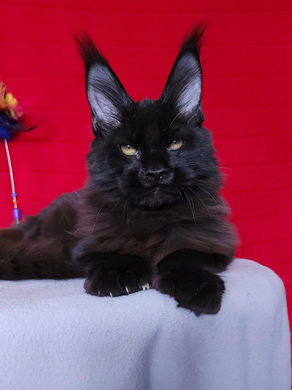 Loki Akbars (polydactyl 55/66 ) for PET - Kitten maine-coon 4 months 3 weeks