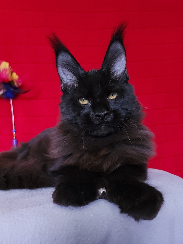 Loki Akbars (polydactyl 55/66 ) for PET - Kitten maine-coon 4 months 3 weeks