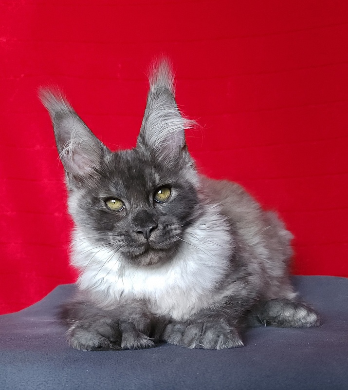 Lord Akbars (polydactyl 66/66) - Котенок мейн-кун 3 месяца 3 недели