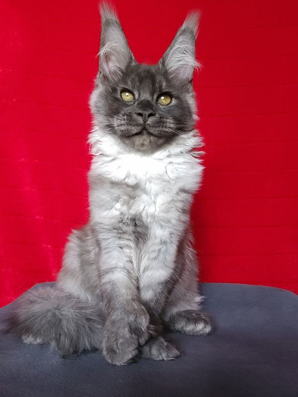 Lord Akbars (polydactyl 66/66) - Котенок мейн-кун 3 месяца 3 недели