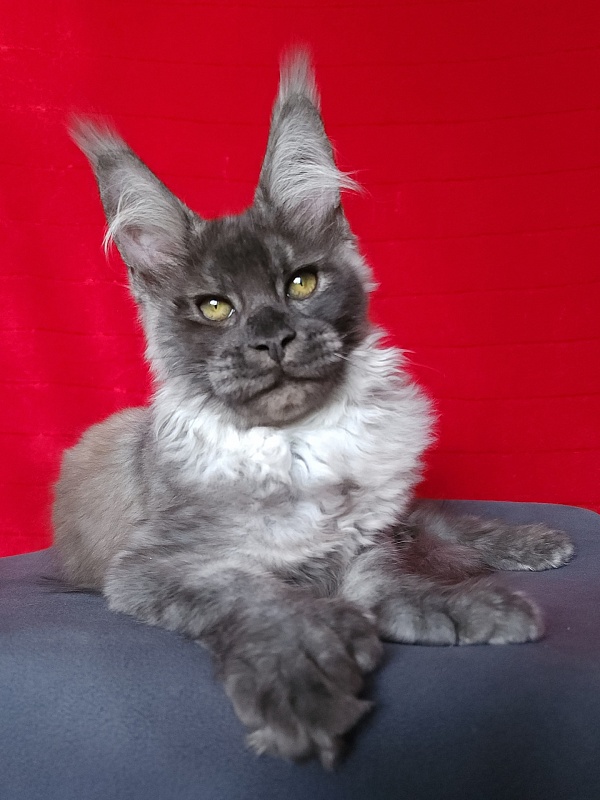Lord Akbars (polydactyl 66/66) - Котенок мейн-кун 3 месяца 3 недели
