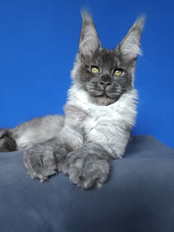 Lord Akbars (polydactyl 66/66) - Котенок мейн-кун 3 месяца 3 недели