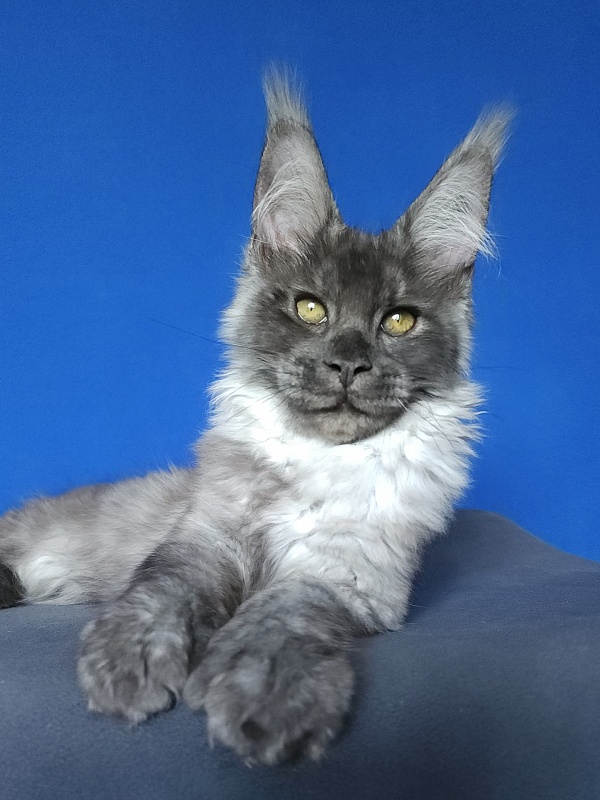 Lord Akbars (polydactyl 66/66) - Котенок мейн-кун 3 месяца 3 недели
