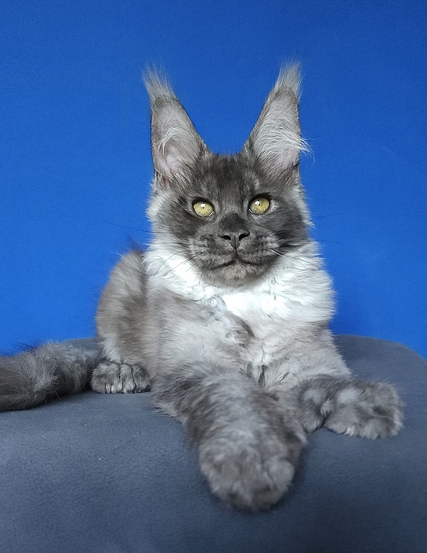 Lord Akbars (polydactyl 66/66) - Котенок мейн-кун 3 месяца 3 недели