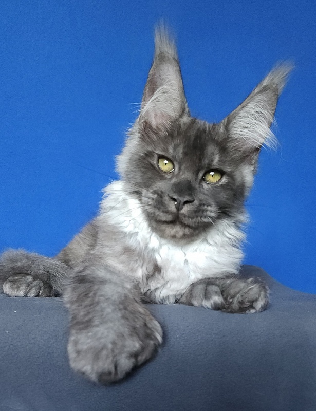 Lord Akbars (polydactyl 66/66) - Котенок мейн-кун 3 месяца 3 недели