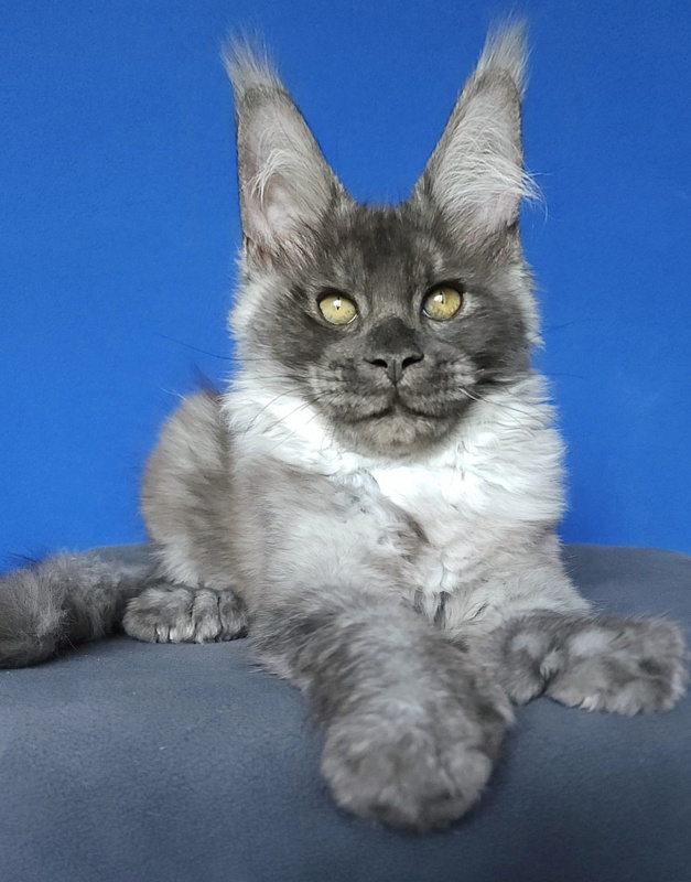 Lord Akbars (polydactyl 66/66) - Котенок мейн-кун 3 месяца 3 недели