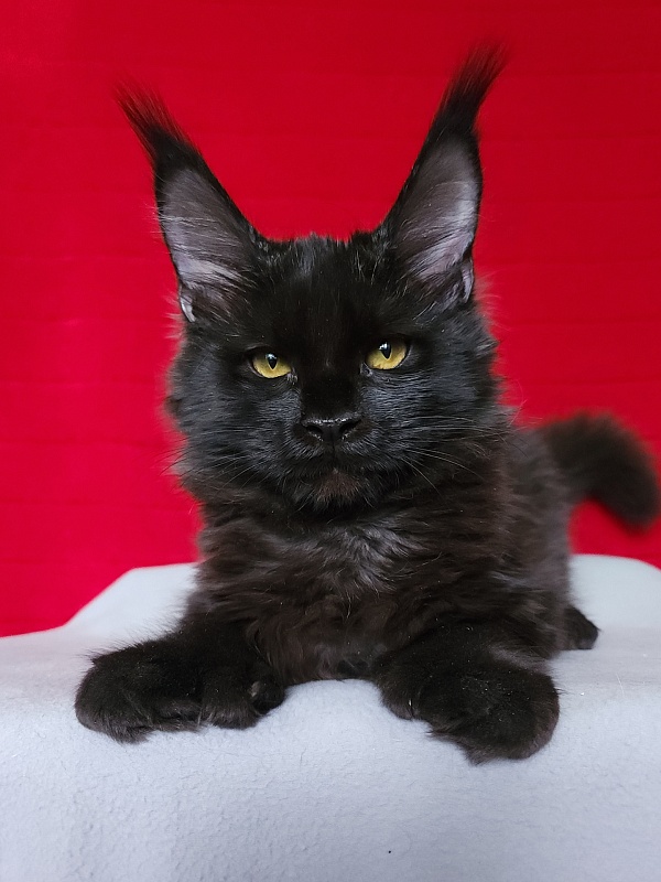 Lara Akbars (polydactyl 66/66) - Kitten maine-coon 4 months 3 weeks