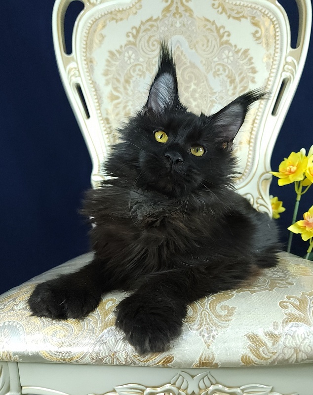 Lara Akbars (polydactyl 66/66) - Kitten maine-coon 6 months 0.5 weeks