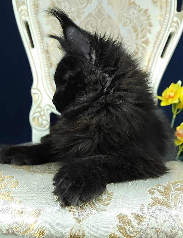 Lara Akbars (polydactyl 66/66) - Kitten maine-coon 6 months 0.5 weeks