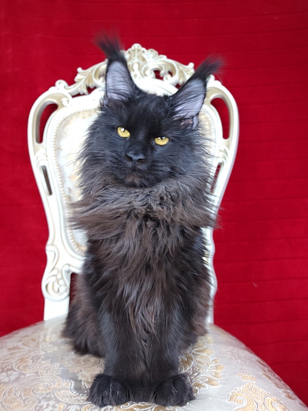 Lara Akbars (polydactyl 66/66) - Junior maine-coon 7 months 1.5 week
