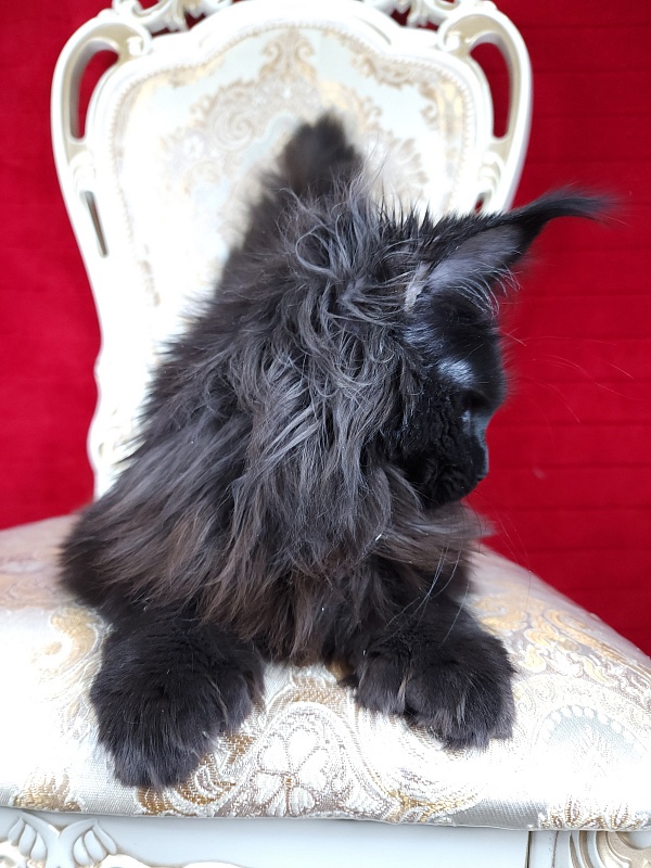 Lara Akbars (polydactyl 66/66) - Junior maine-coon 7 months 1.5 week