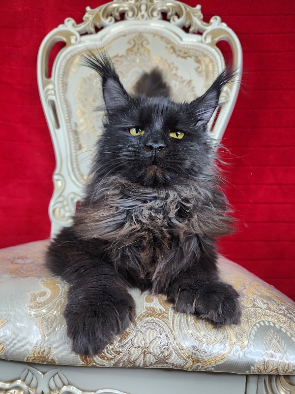 Lara Akbars (polydactyl 66/66) - Junior maine-coon 7 months 1.5 week
