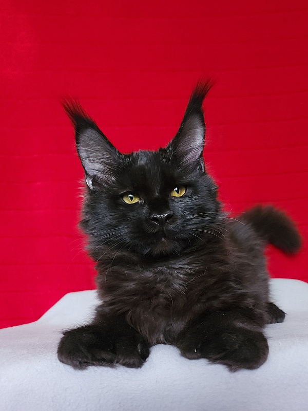 Lara Akbars (polydactyl 66/66) - Kitten maine-coon 4 months 3 weeks