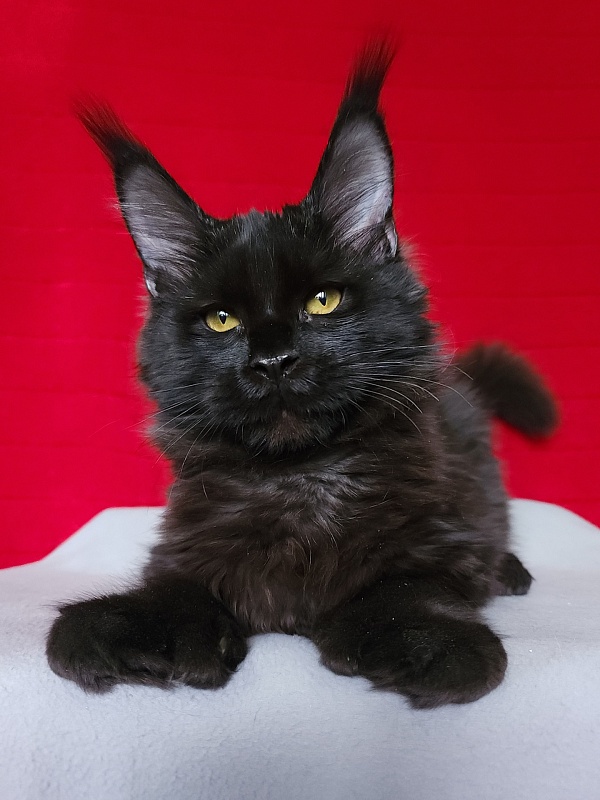 Lara Akbars (polydactyl 66/66) - Kitten maine-coon 4 months 3 weeks