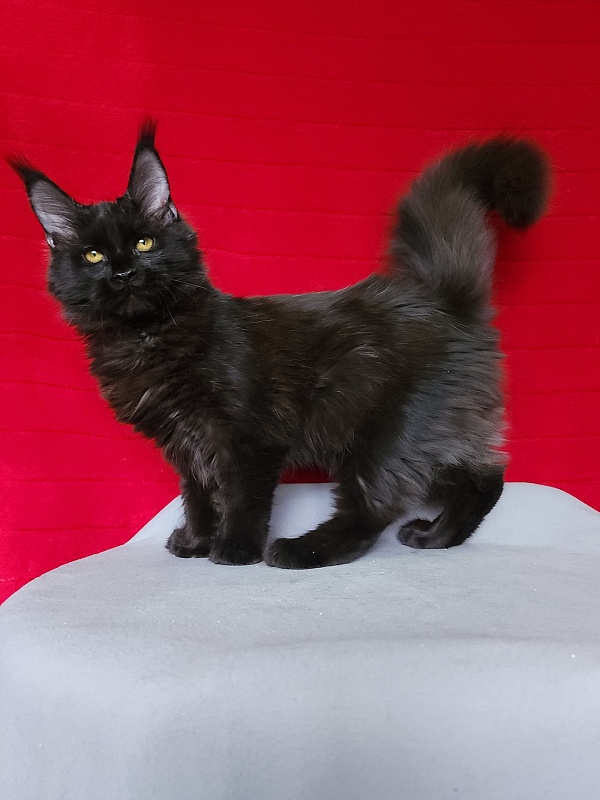 Lara Akbars (polydactyl 66/66) - Kitten maine-coon 4 months 3 weeks