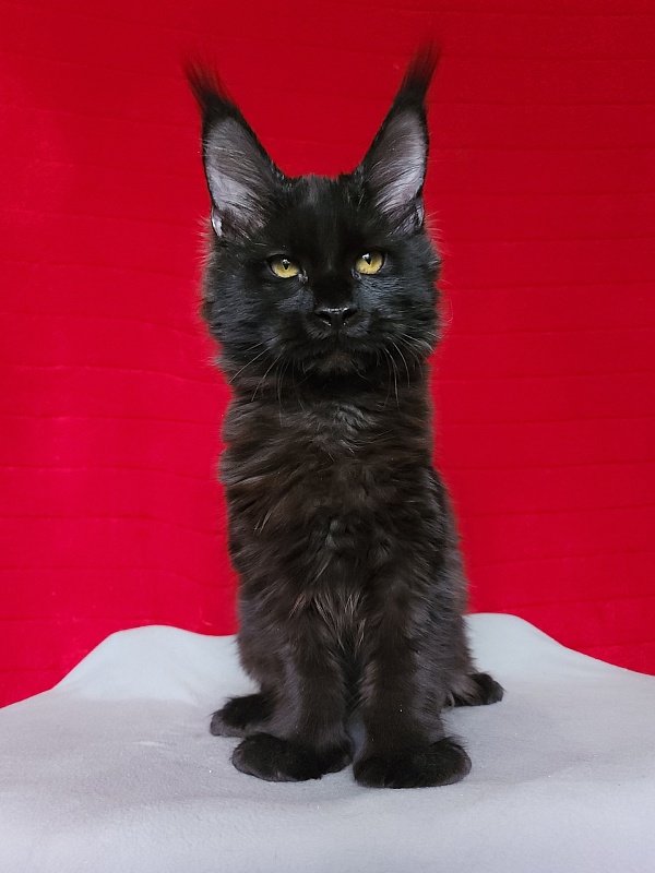 Lara Akbars (polydactyl 66/66) - Kitten maine-coon 4 months 3 weeks