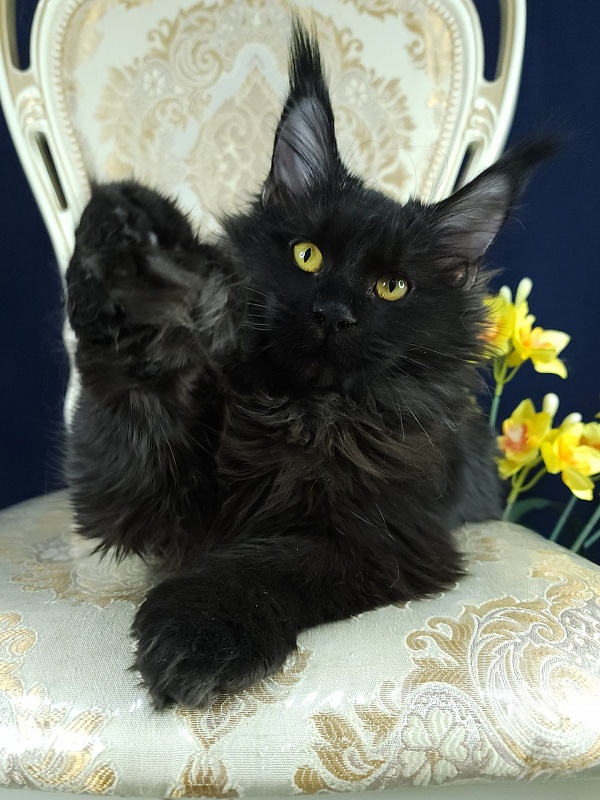 Lara Akbars (polydactyl 66/66) - Kitten maine-coon 6 months 0.5 weeks